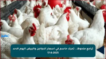 تراجع ملحوظ.. تحرك حاسم في أسعار الدواجن والبيض اليوم الأحد 17-8-2025